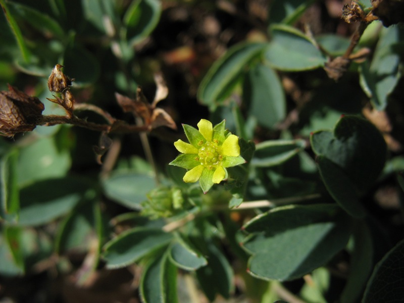 Image of Sibbaldia semiglabra specimen.