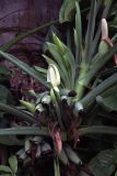 Syngonium podophyllum. Листья и соцветия. Малайзия, штат Паханг, р-н Rompin, остров Тиоман. 14.11.2012.