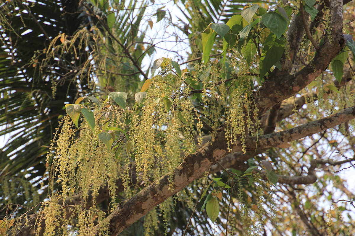 Image of familia Euphorbiaceae specimen.