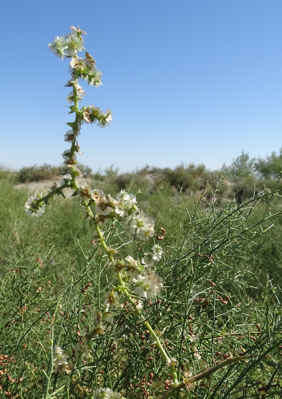 Image of Salsola tragus specimen.