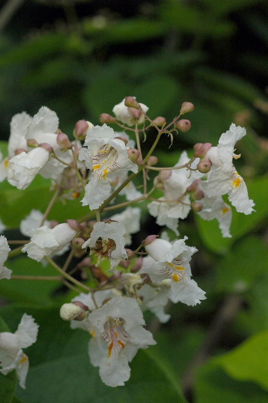 Image of Catalpa bignonioides specimen.