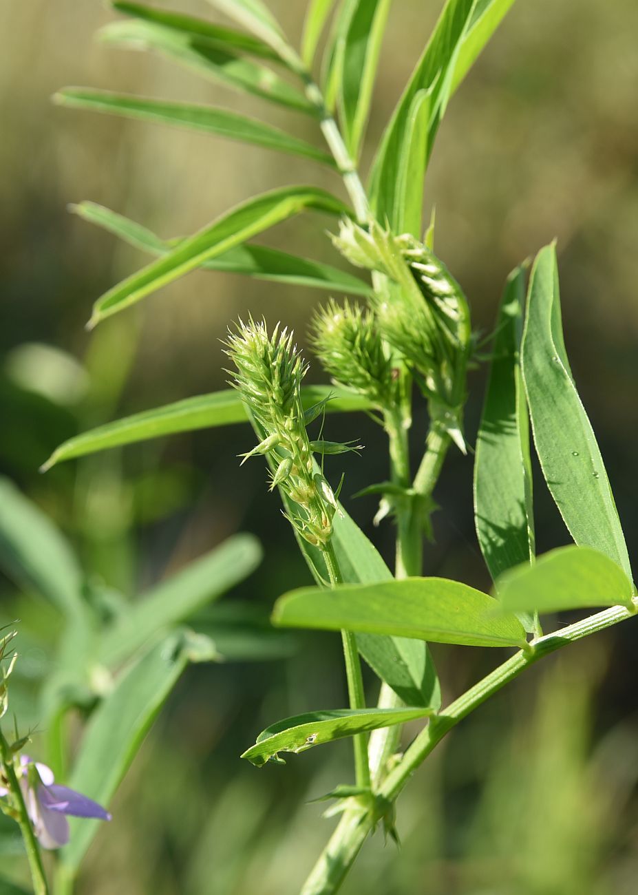 Image of Galega officinalis specimen.