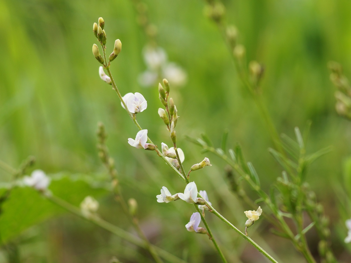 Изображение особи Astragalus austriacus.