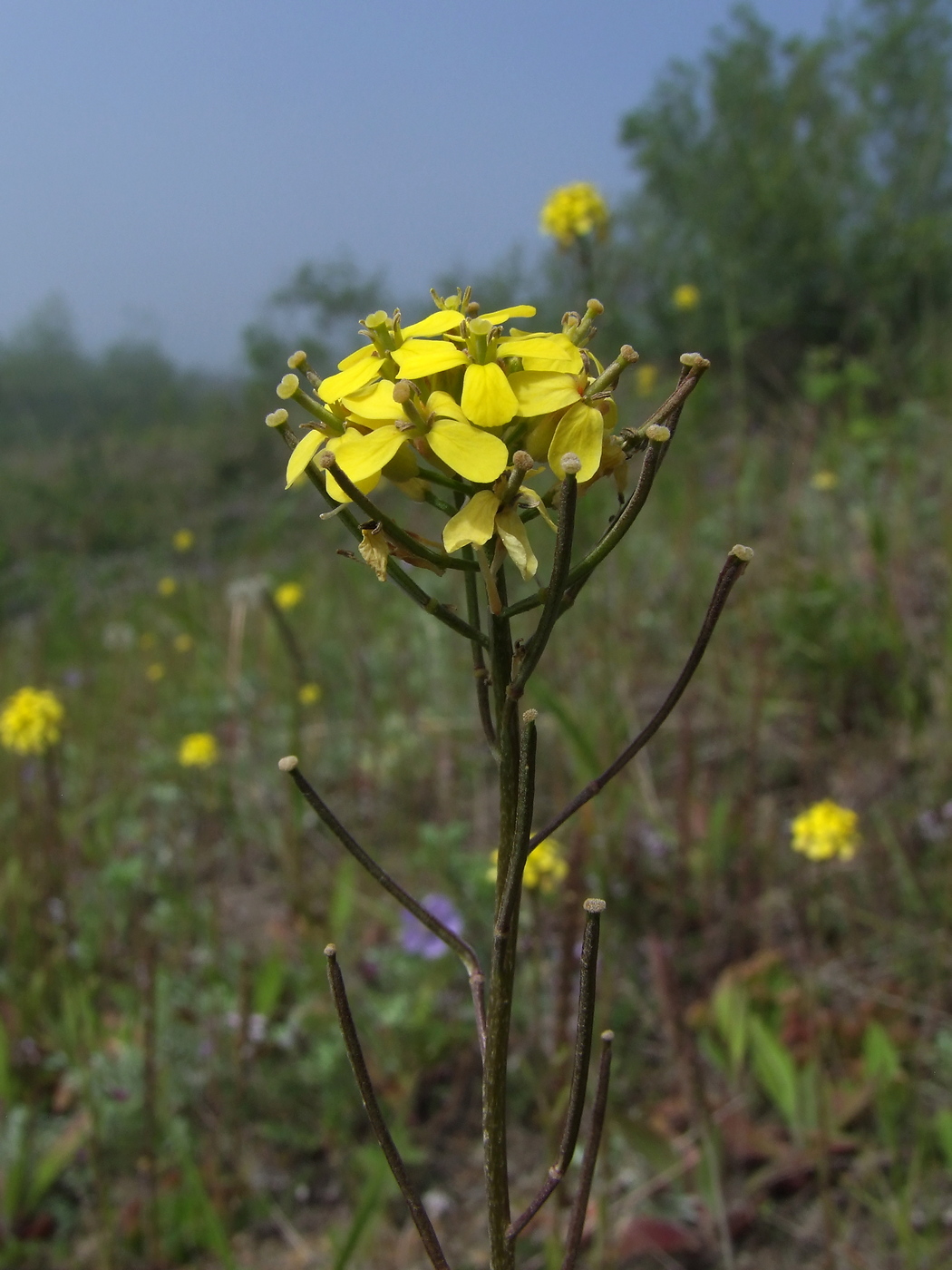 Изображение особи Erysimum hieraciifolium.