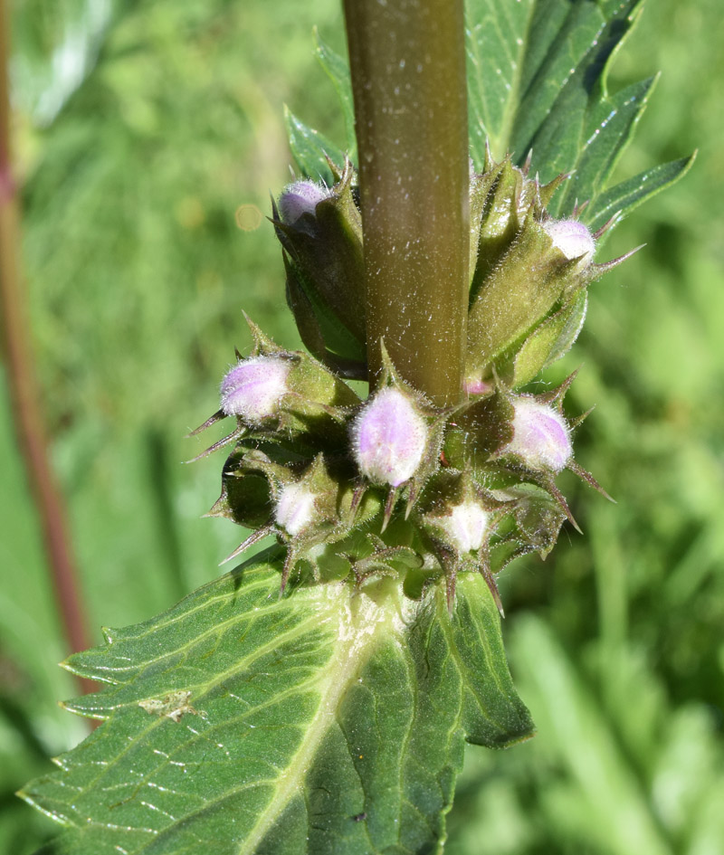 Image of Phlomoides lehmanniana specimen.