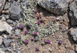 Oxytropis microsphaera