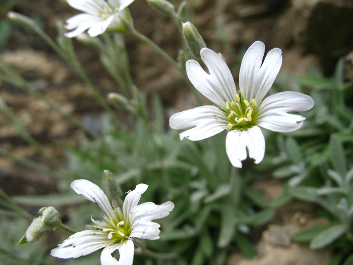 Image of Cerastium dagestanicum specimen.