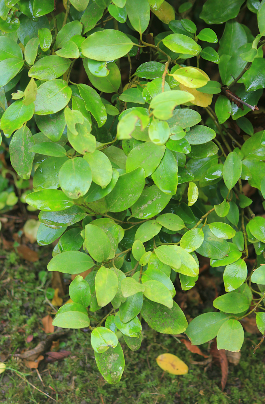 Image of Griselinia littoralis specimen.