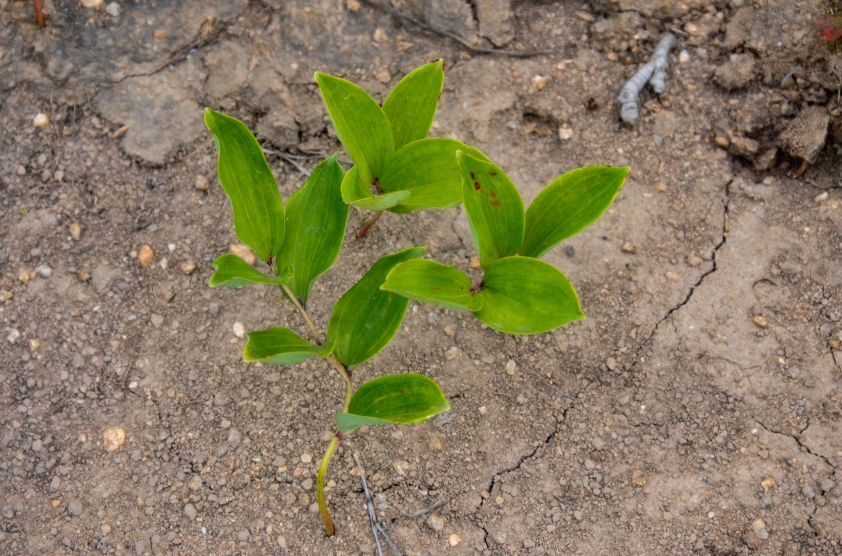 Изображение особи Polygonatum humile.