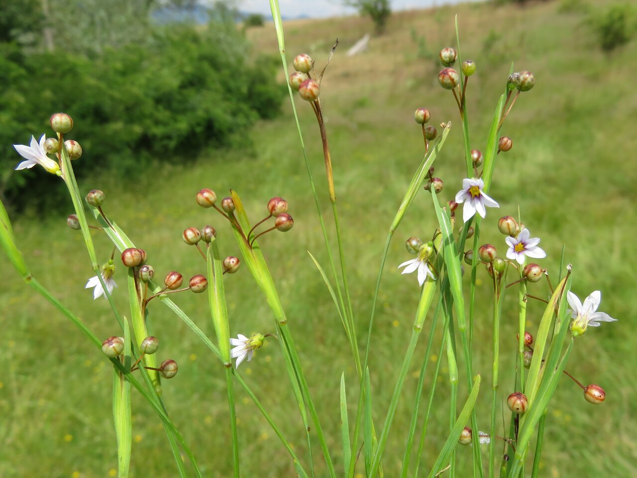 Изображение особи Sisyrinchium rosulatum.