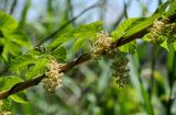 Humulus lupulus. Часть побега с мужскими соцветиями на сухом стебле Phragmites. Оренбургская обл., Беляевский р-н, берег оз. Гирьяльчик, у воды. 07.07.2023.