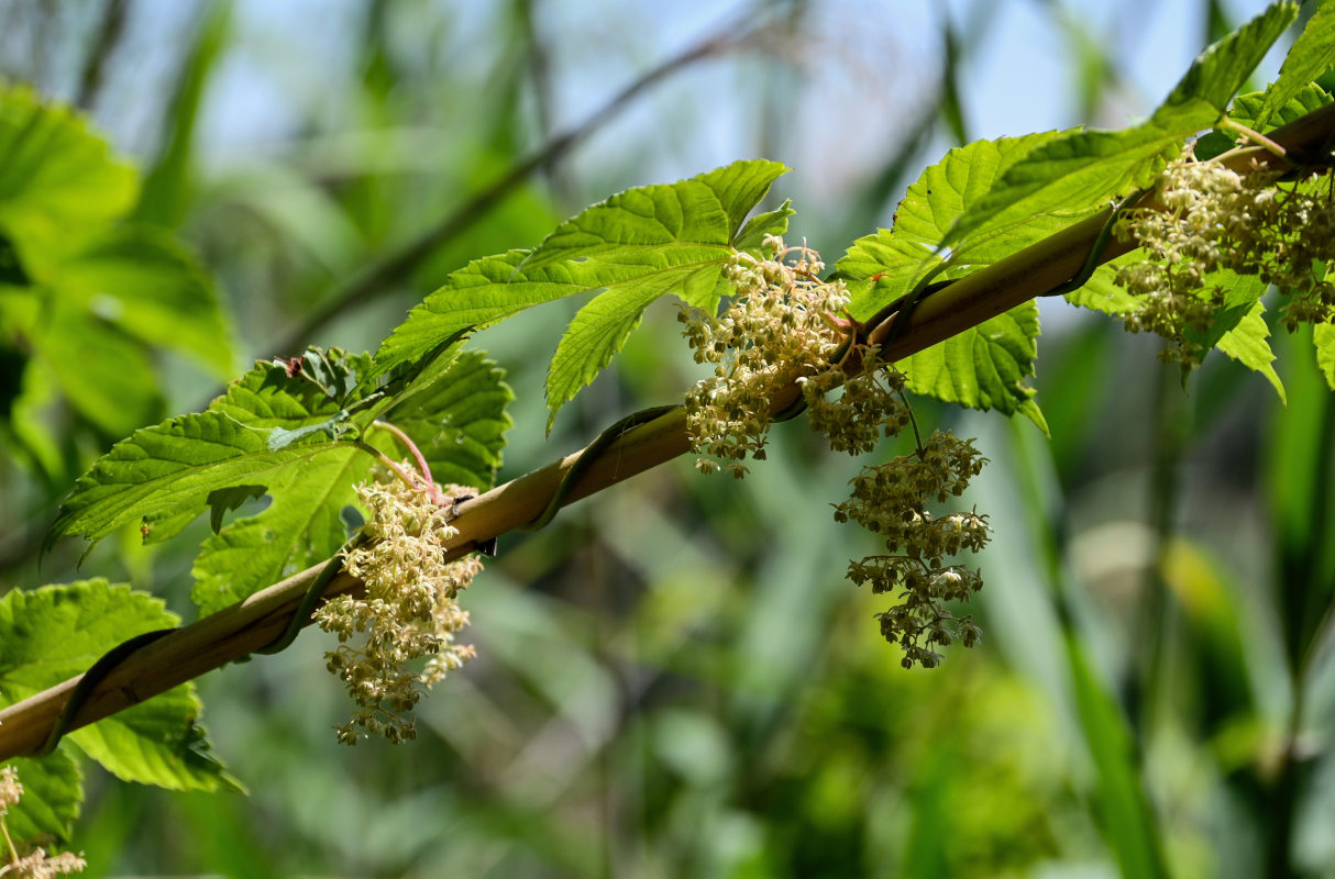 Изображение особи Humulus lupulus.