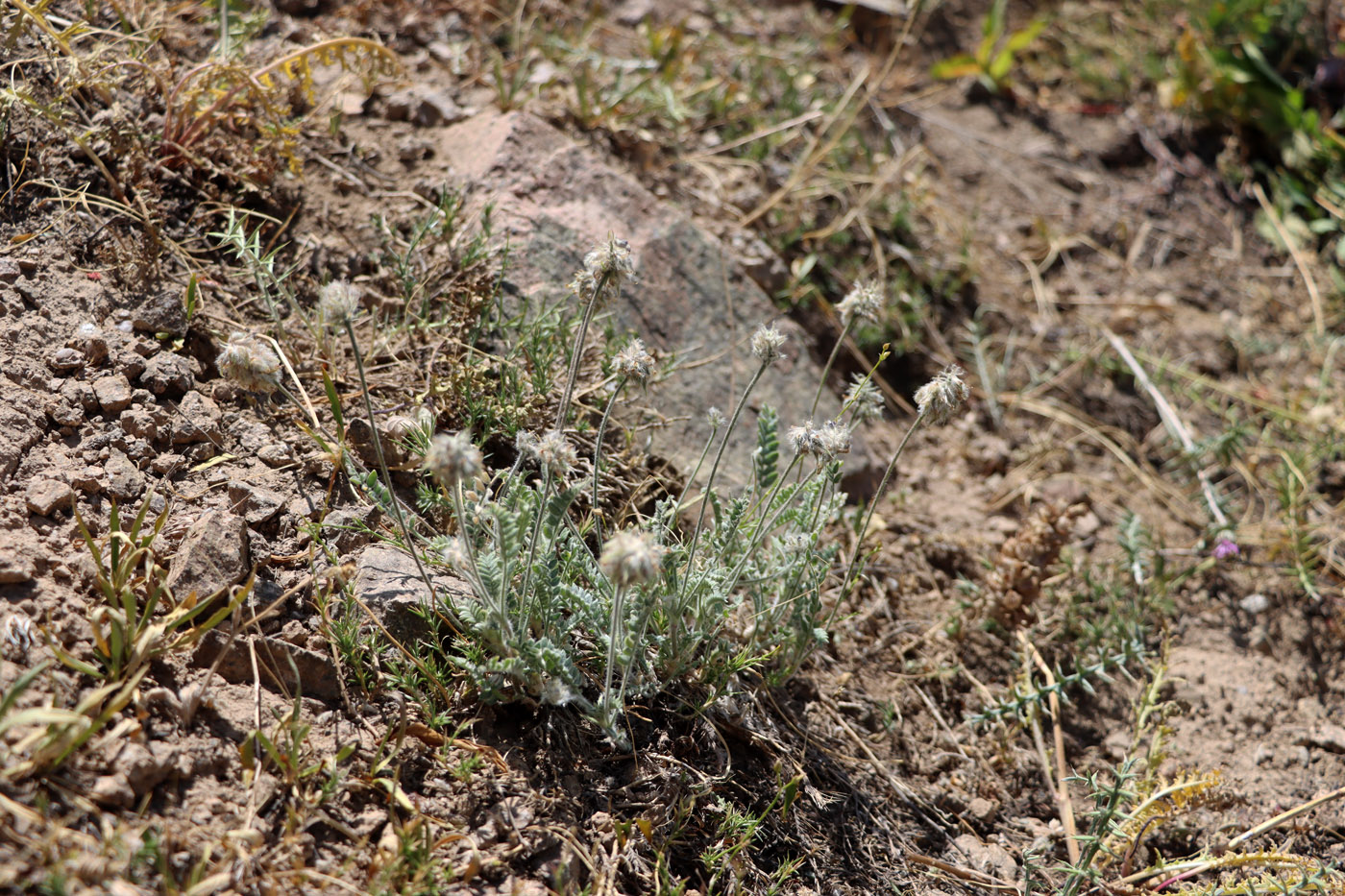 Image of Oxytropis microsphaera specimen.