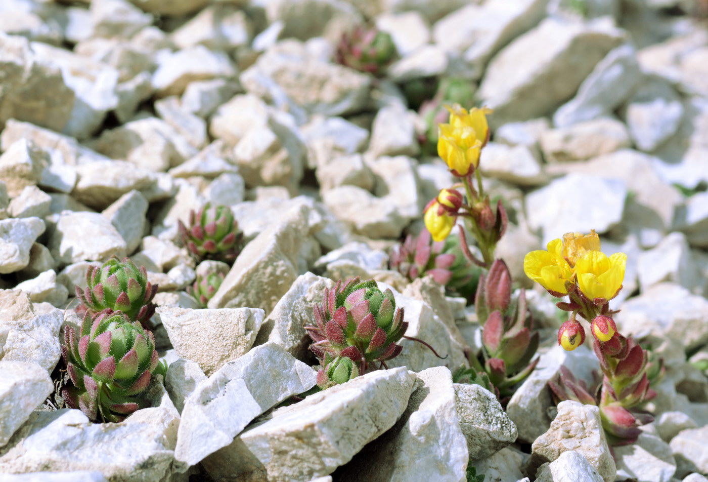 Изображение особи Saxifraga stenophylla.