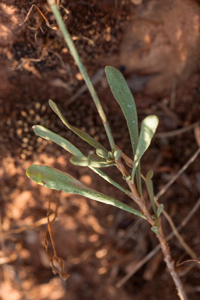 Image of Limonium suffruticosum specimen.