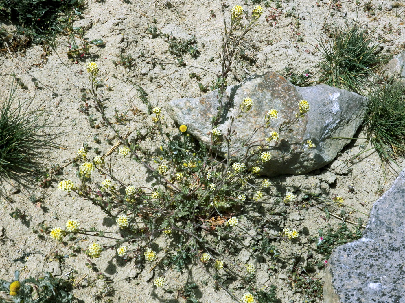 Изображение особи Sophiopsis sisymbrioides.