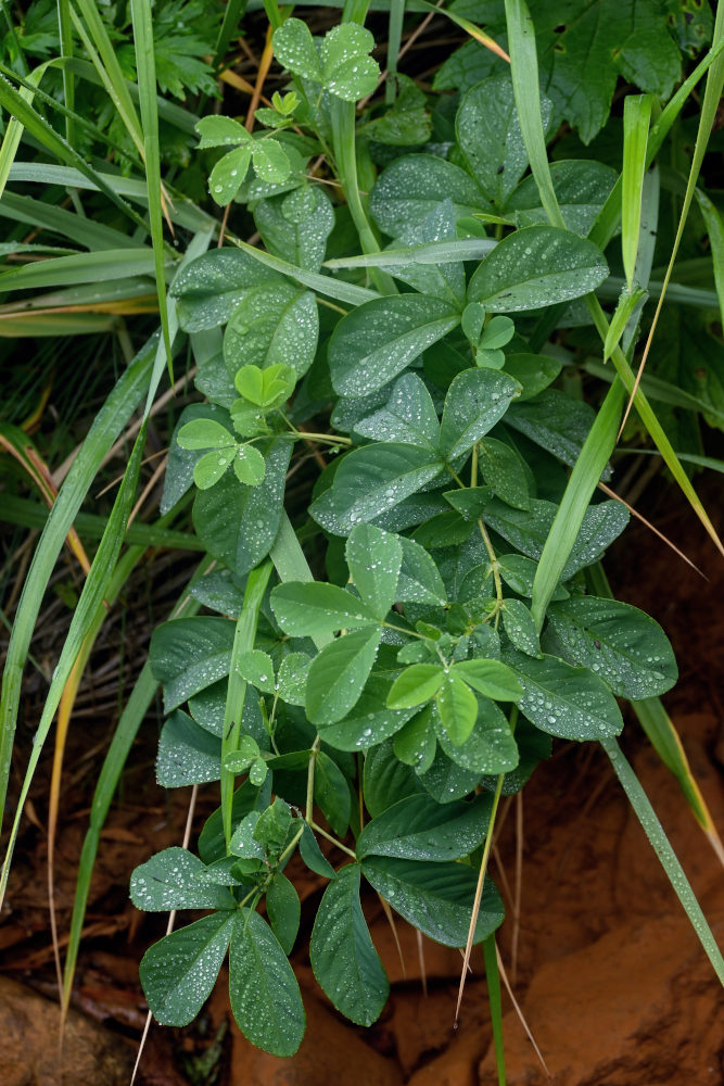 Изображение особи Thermopsis lupinoides.