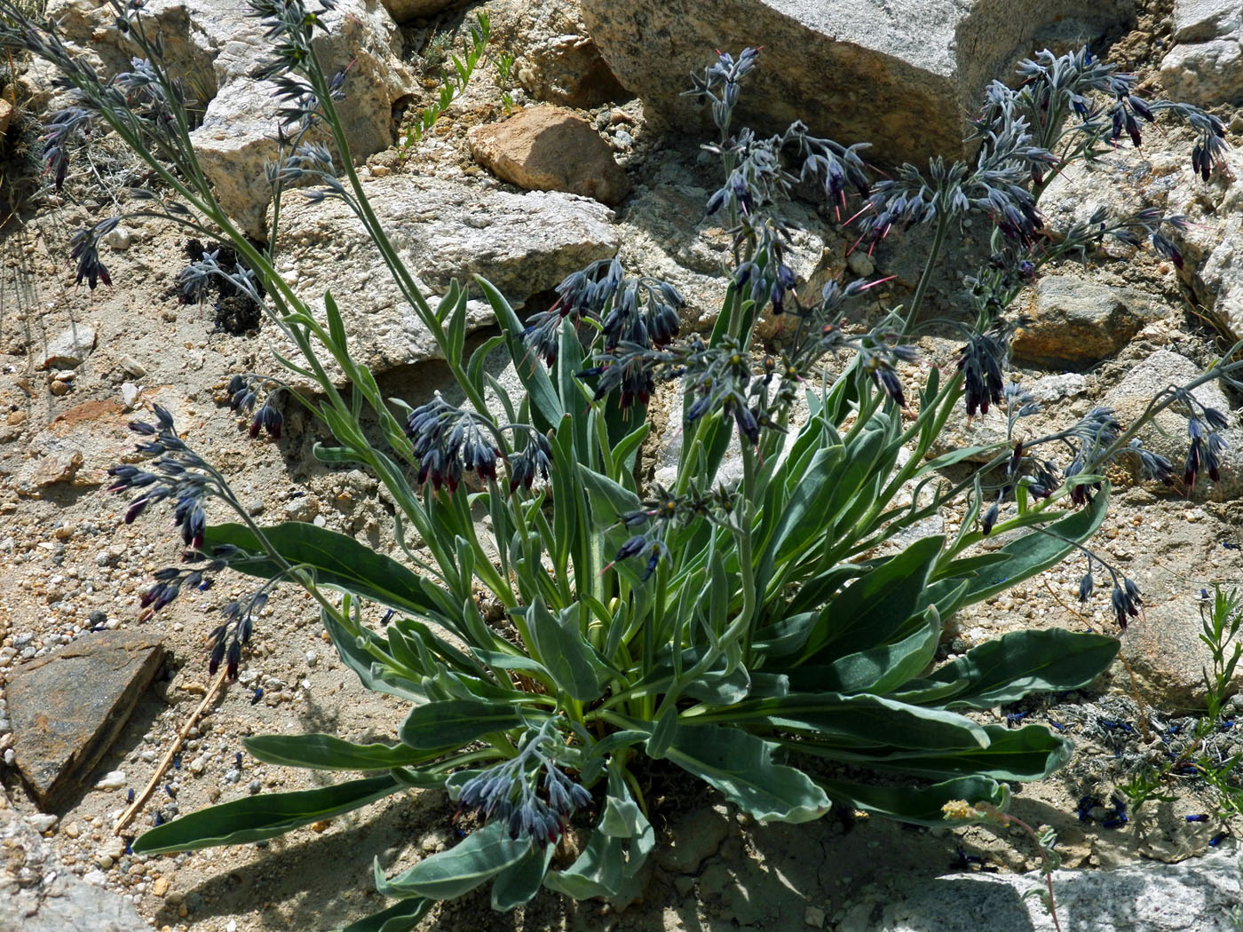 Image of Lindelofia stylosa specimen.