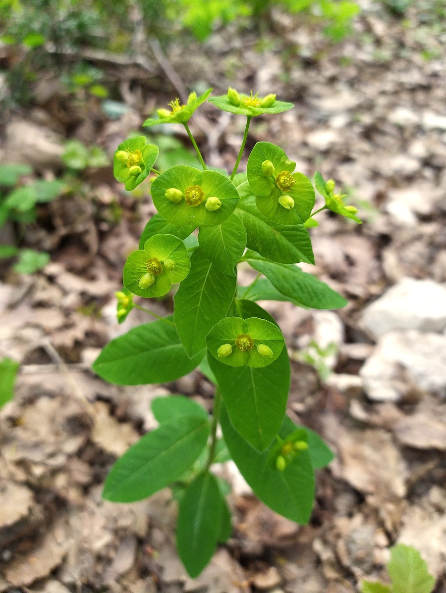 Image of Euphorbia squamosa specimen.