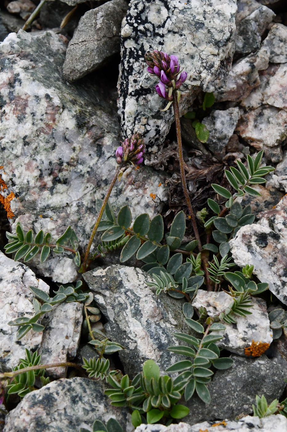 Image of genus Oxytropis specimen.