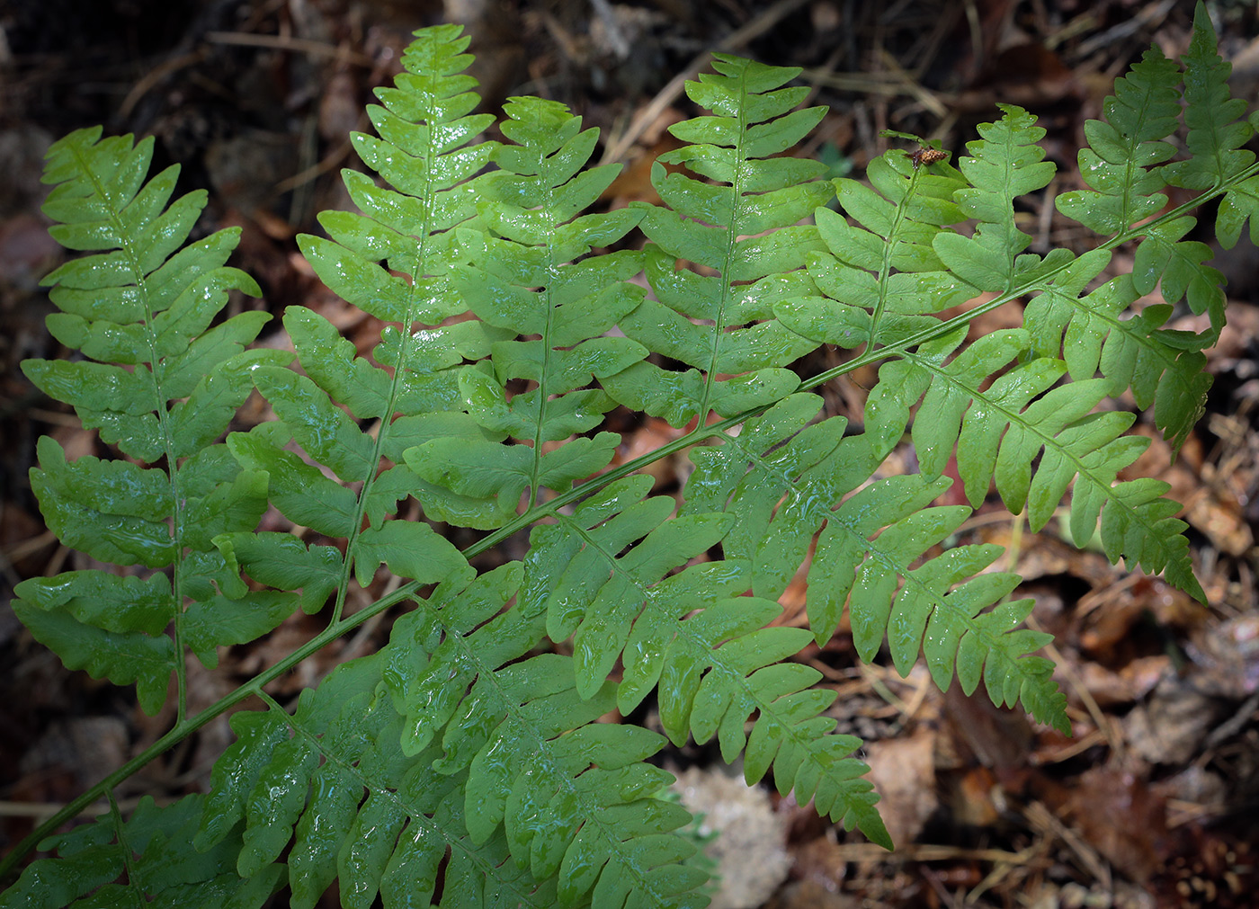 Изображение особи Pteridium pinetorum.