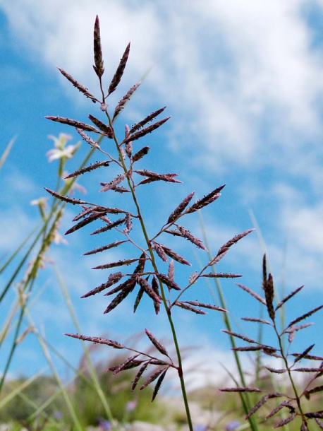 Изображение особи Eragrostis barrelieri.