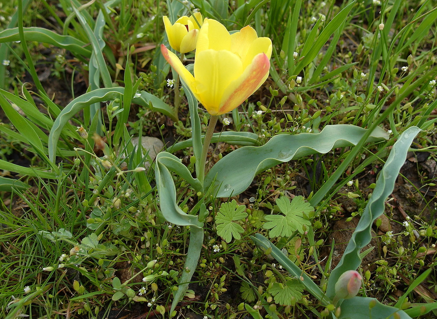 Image of Tulipa lemmersii specimen.