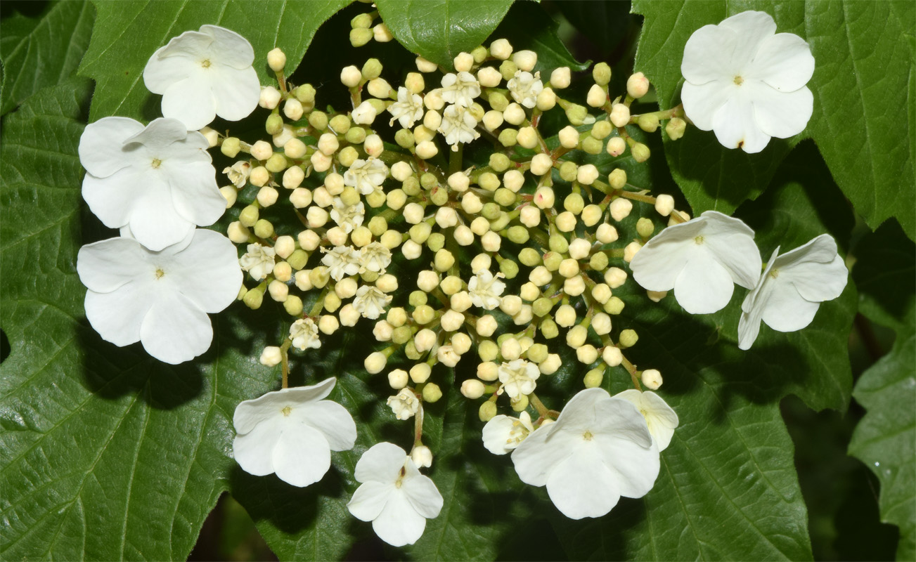 Изображение особи Viburnum opulus.