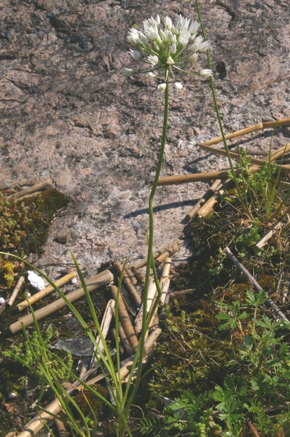 Image of Allium angulosum specimen.