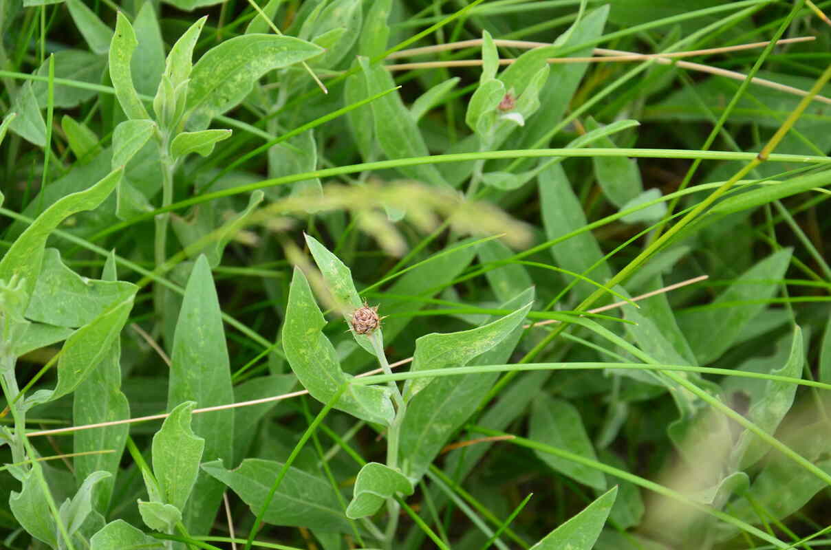 Image of genus Centaurea specimen.