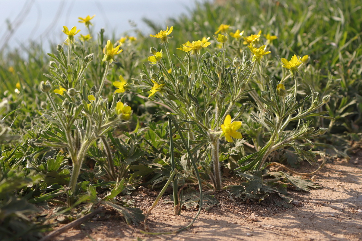 Изображение особи Ranunculus oxyspermus.