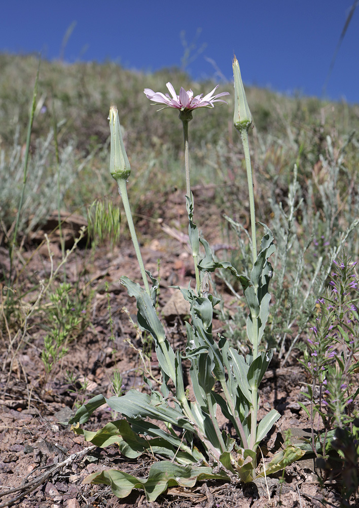 Изображение особи Tragopogon ruber.