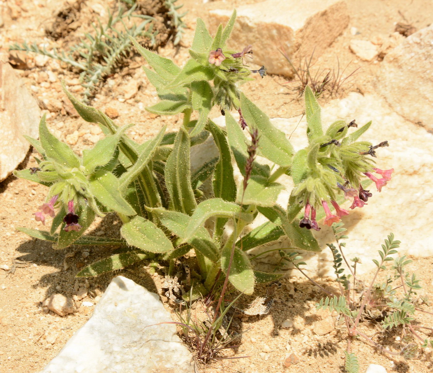 Изображение особи Macrotomia ugamensis.