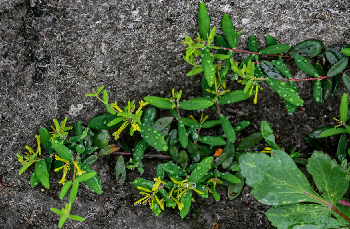 Image of Wikstroemia ligustrina specimen.