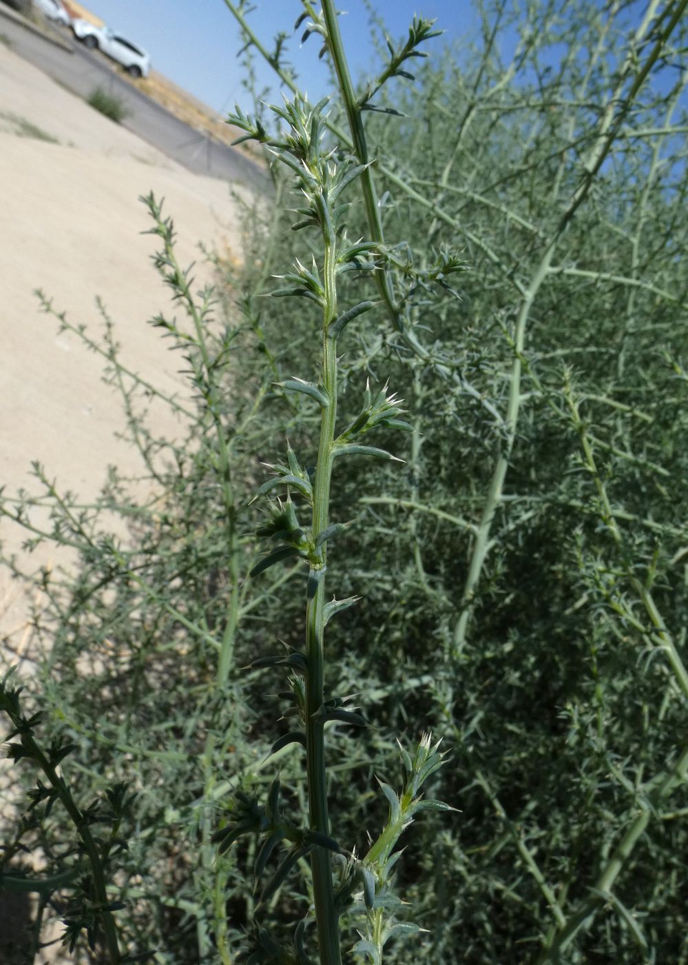 Изображение особи Salsola tragus.