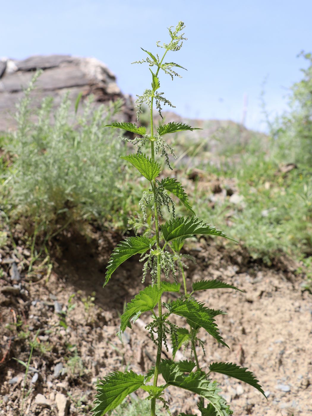 Изображение особи Urtica dioica.