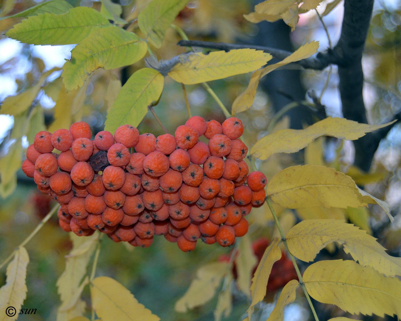 Image of Sorbus aucuparia specimen.