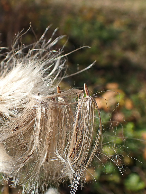 Изображение особи Cirsium setosum.