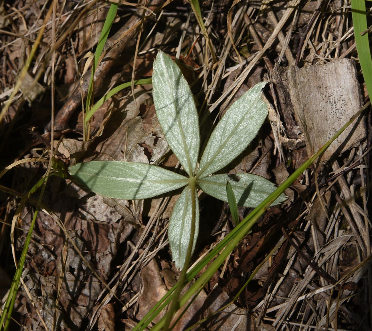 Изображение особи Potentilla alba.