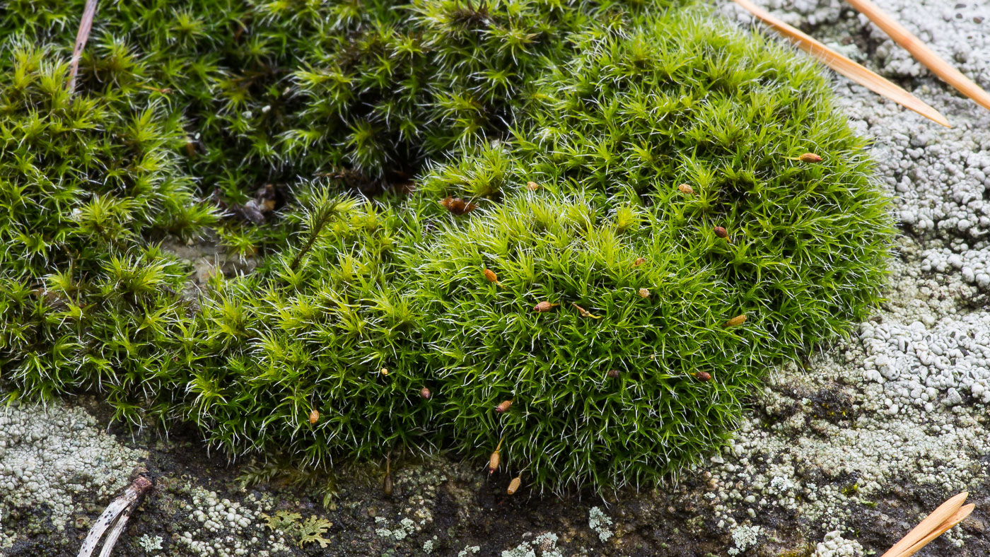 Image of Grimmia longirostris specimen.