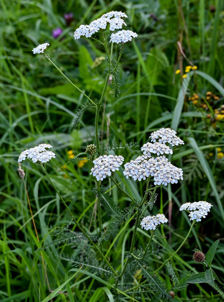 Изображение особи Achillea millefolium.