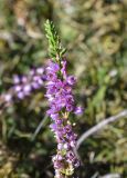 Calluna vulgaris. Верхушка побега с соцветием с цветками и бутонами. Испания, автономное сообщество Каталония, провинция Жирона, комарка Рипольес, муниципалитет Мольо, вершина горы Коль-де-Арес, 1575 м н.у.м., сосновое (Pinus uncinata) редколесье, луг. 15.09.2024.