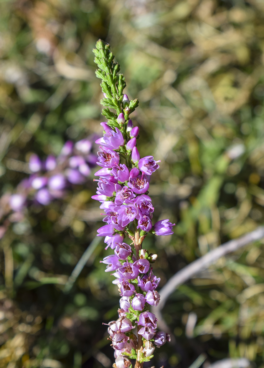 Image of Calluna vulgaris specimen.