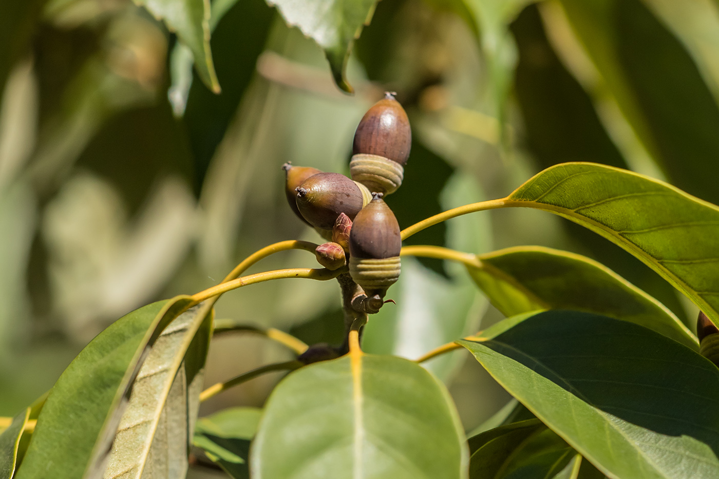 Изображение особи Quercus glauca.