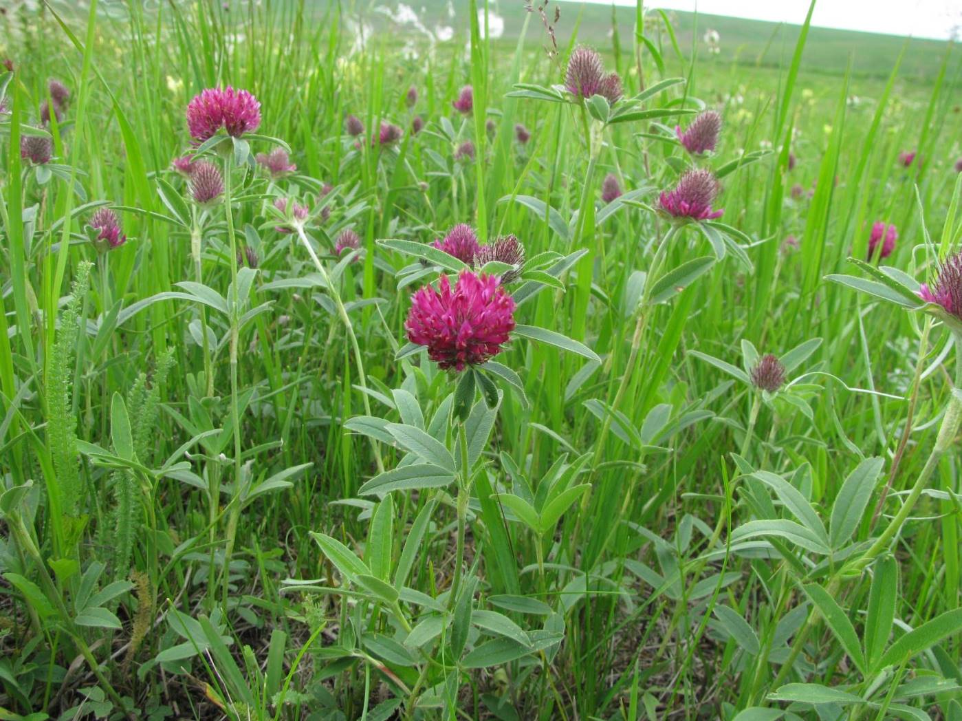 Image of Trifolium alpestre specimen.