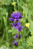 Campanula glomerata. Цветки. Чечня, Шаройский р-н, с. Хакмадой, выс. 1580 м н.у.м., луг. 30 июня 2024 г.