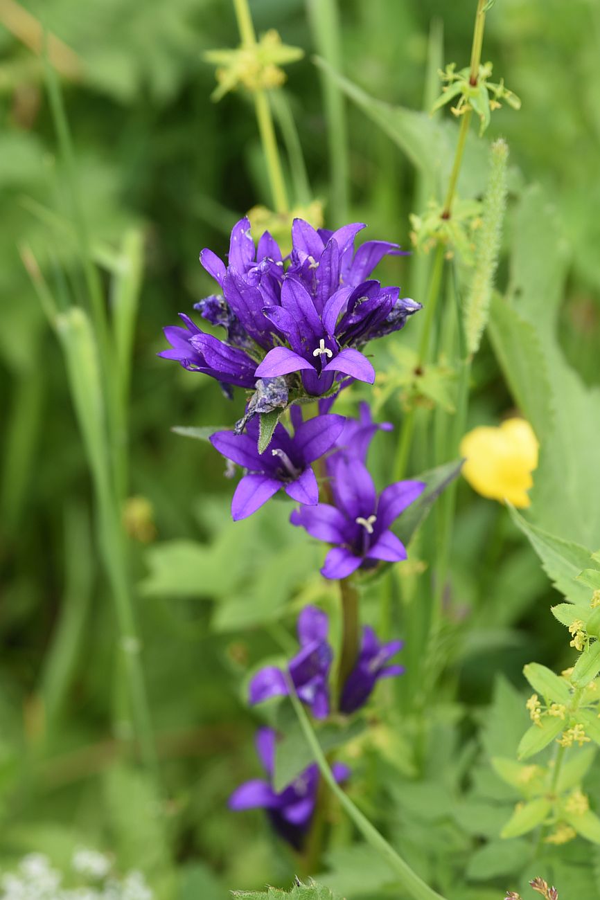 Изображение особи Campanula glomerata.