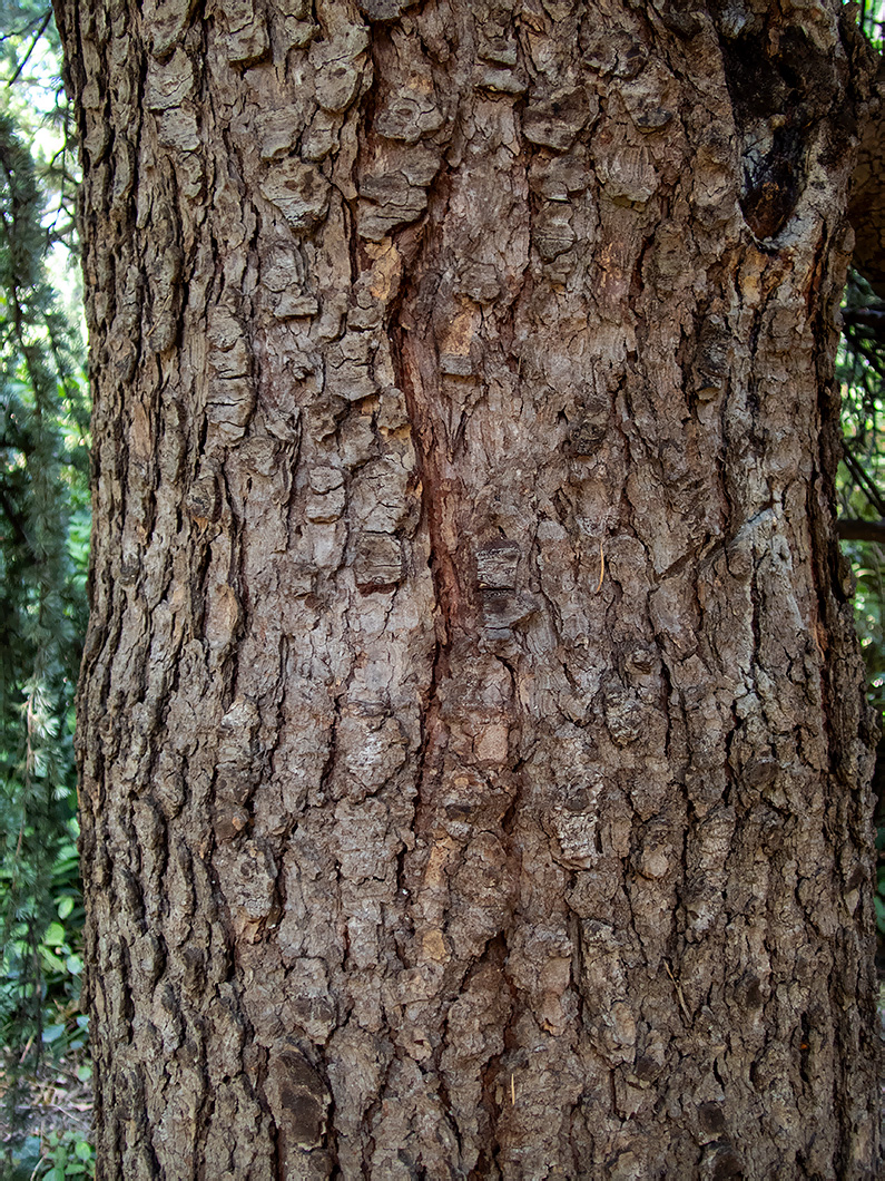 Изображение особи Cedrus atlantica.