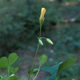 Oxalis stricta