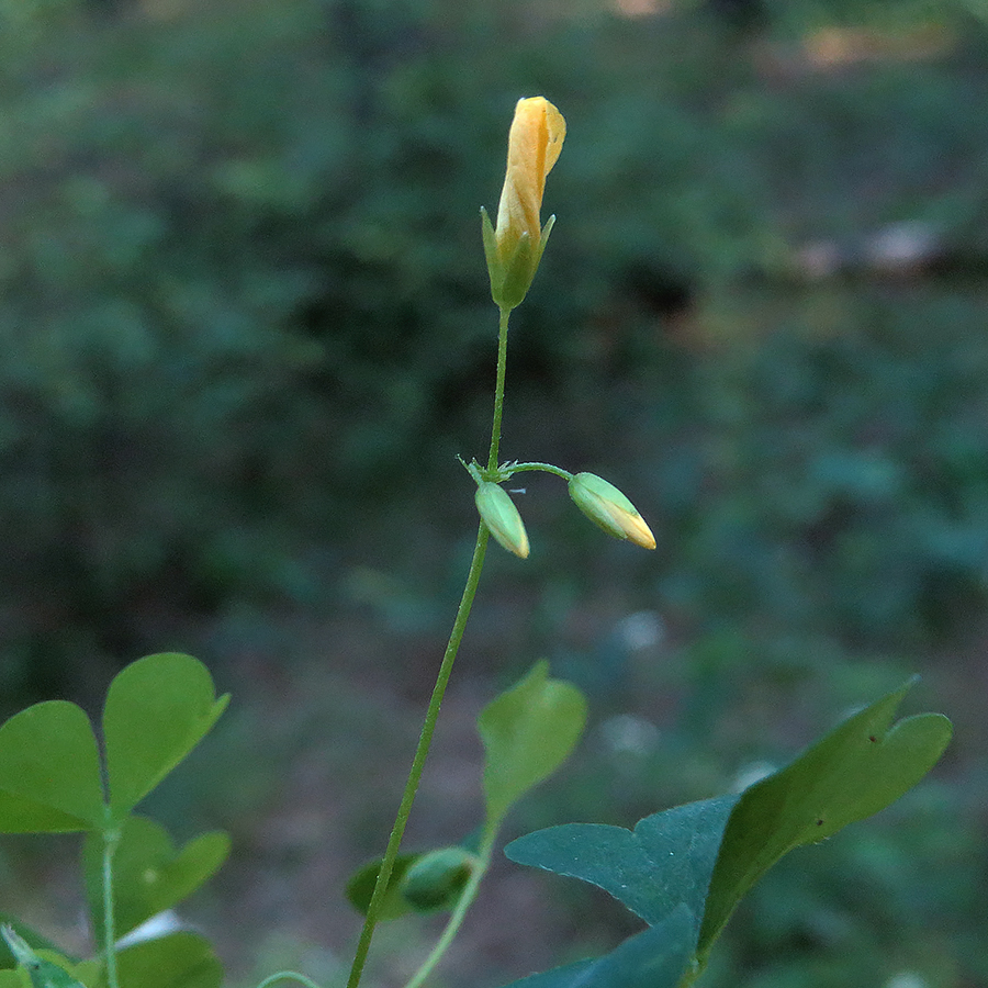 Image of Oxalis stricta specimen.